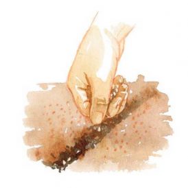 How to Sow Vegetable Seeds